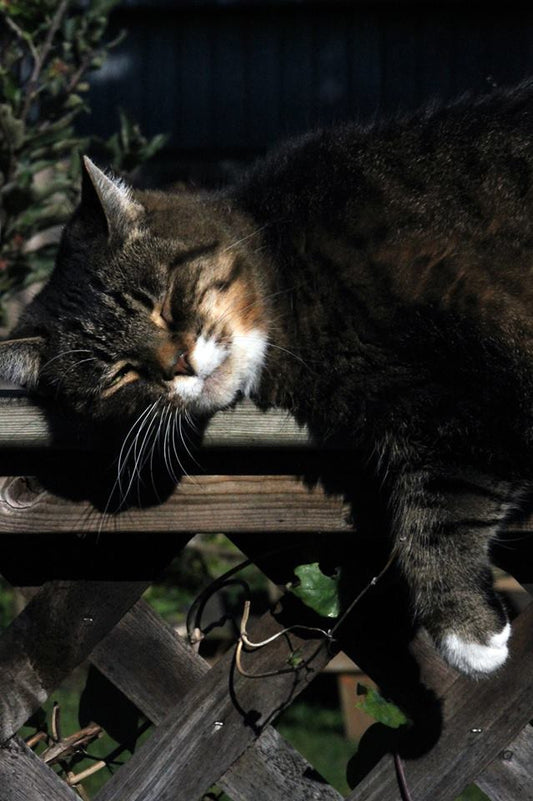 BEWARE! That fur or leather may be cat or dog