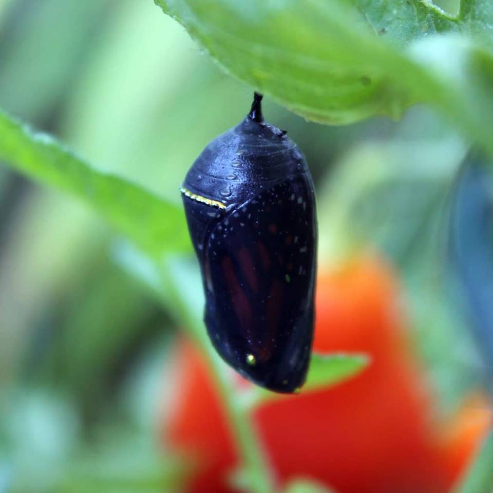 Welcome to the world monarch butterfly. Check out 1:58!