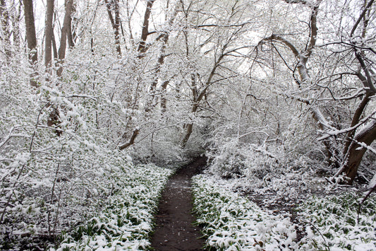 We're walking in a springtime/winter wonderland...